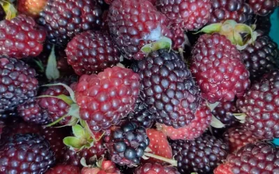 La Mora: La pequeña gran superfruta