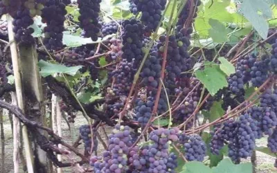 La Uva: Un superalimento que desintoxica nuestro organismo